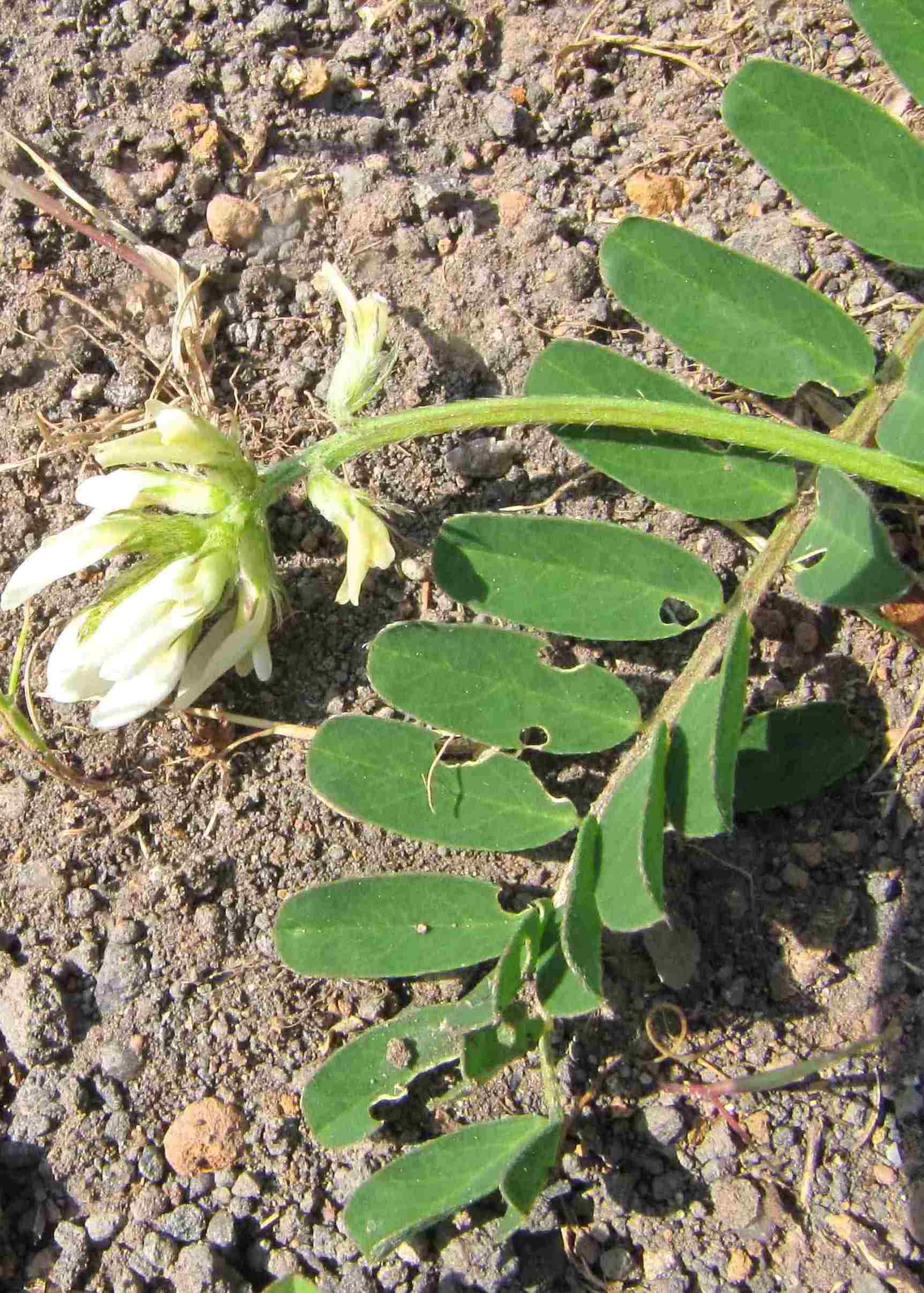 astragalo? - Astragalus cfr. boeticus